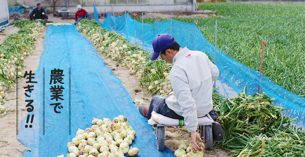 農業で生きる！！篠原地区の名産　玉ねぎの収穫