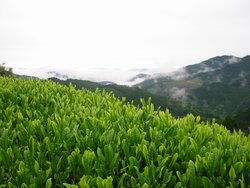 茶園１_19476_marked.jpg